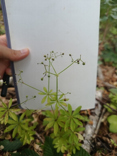 Sweet Woodruff