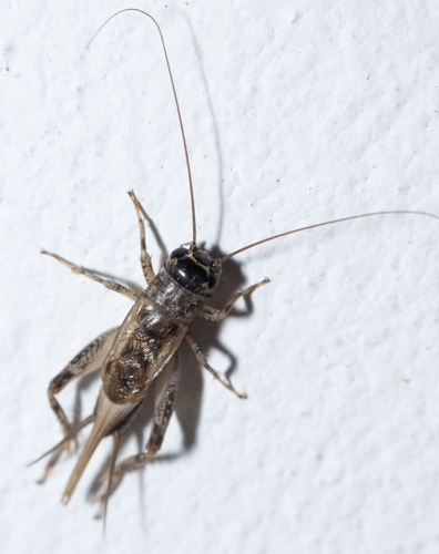 Verge Cricket
