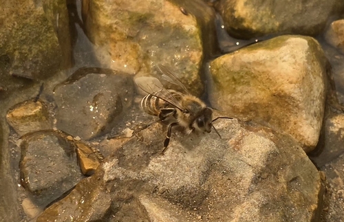 Western Honey Bee