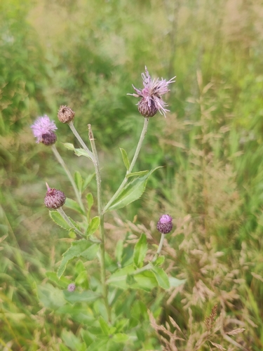 creeping thistle