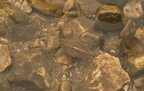 Eurasian Water Scorpion
