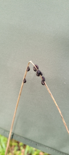 Kidney-spot Ladybird