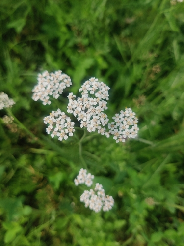 common yarrow