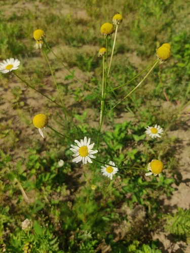 scentless mayweed
