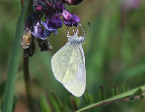 Leptidea juvernica Williams, 1946