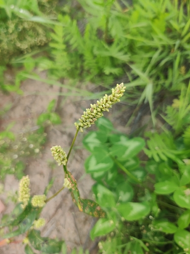 pale smartweed