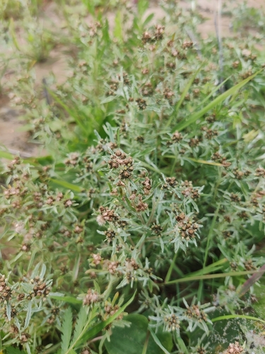 marsh cudweed