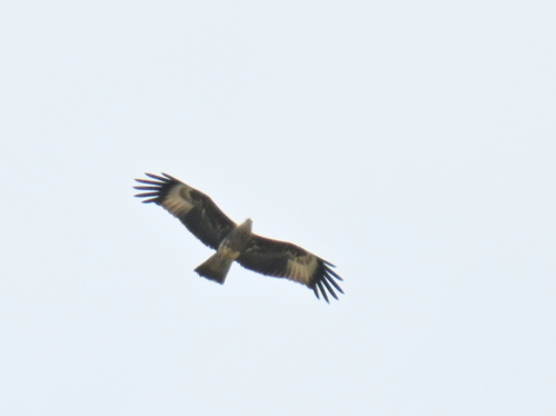 Brahminy Kite
