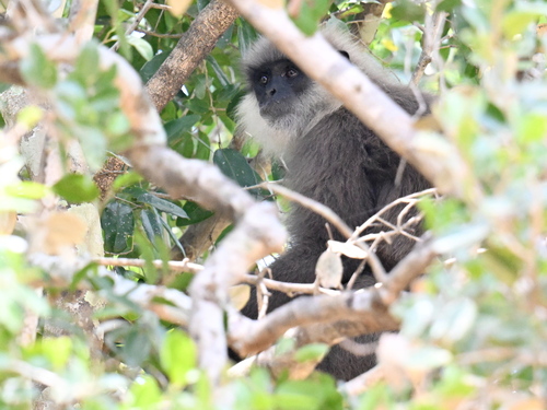 Dry Zone Purple-faced Langur