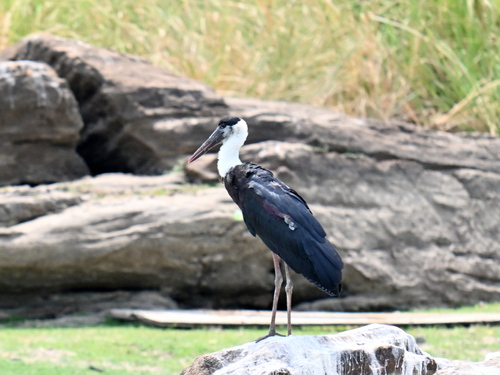 Asian Woolly-necked Stork