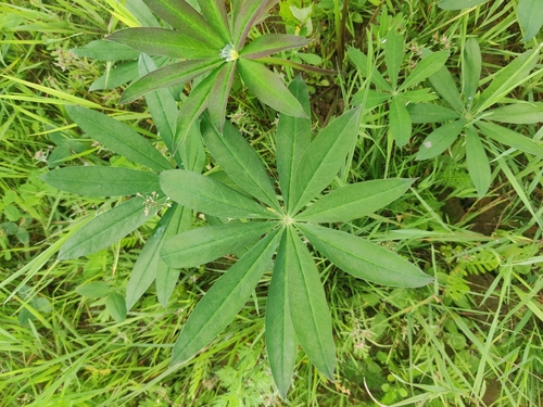 Large-leaved lupine