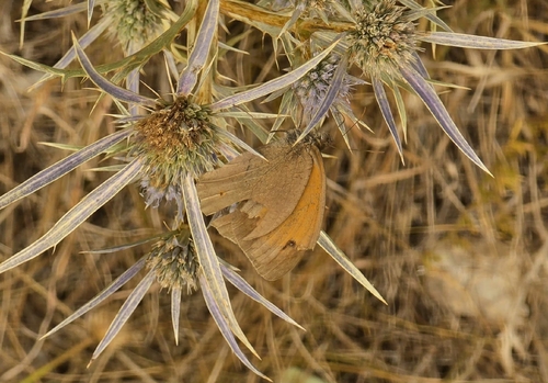 Meadow Brown