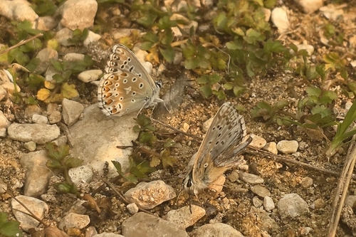 Adonis Blue