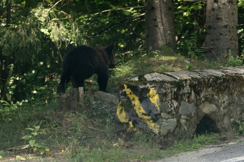 Eurasian Brown Bear