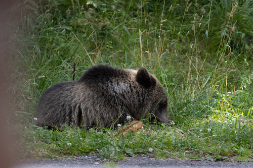 Eurasian Brown Bear