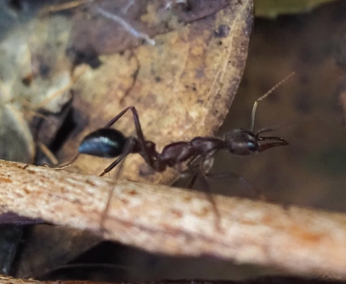 Inchman Ant