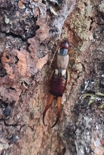 European Earwig