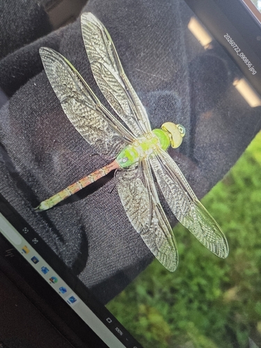 Common Green Darner