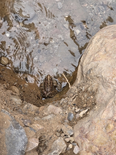 Sahara Frog