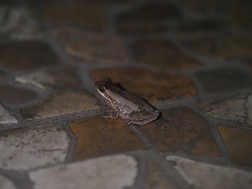 Southern Brown Tree Frog