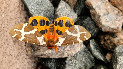 Garden Tiger