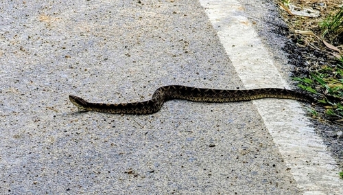 Malayan Pit Viper