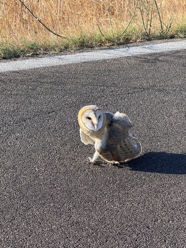 Western Barn Owl