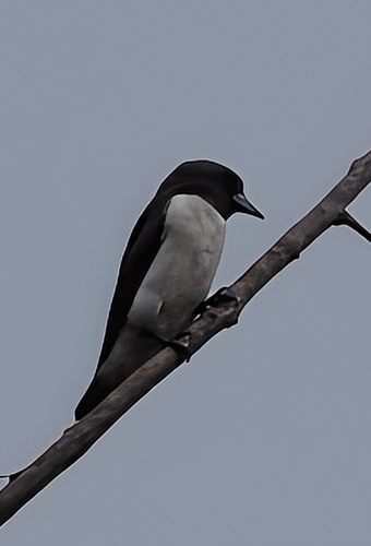 White-breasted Woodswallow