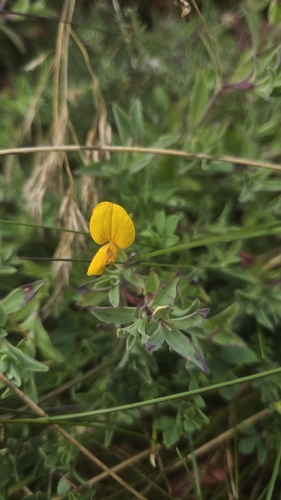 bird's-foot trefoil