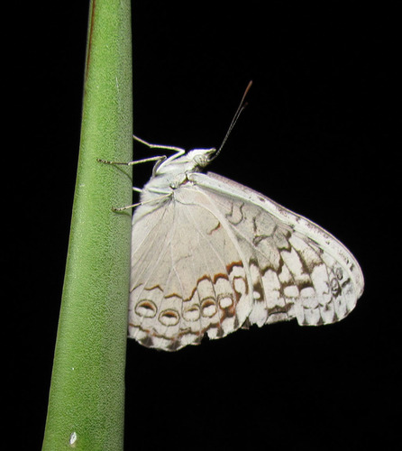 Yucatán Cracker