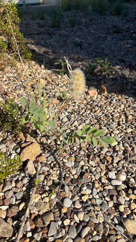Downy Prairie Clover