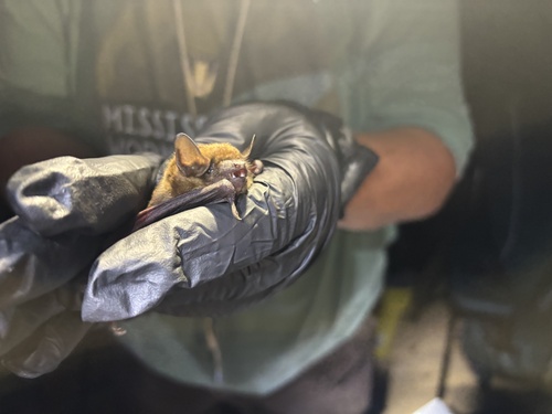 Big Brown Bat