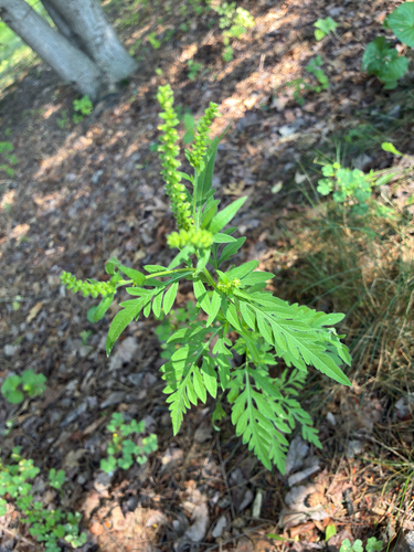 common ragweed