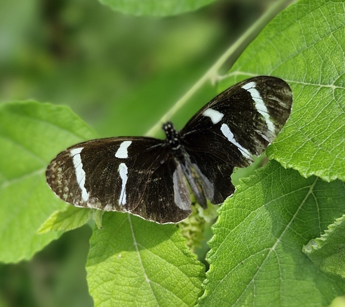 Heliconius antiochus antiochus