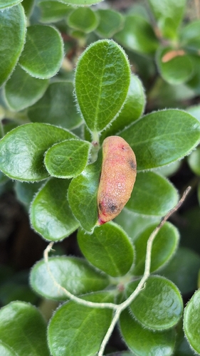Manzanita Leafgall Aphid