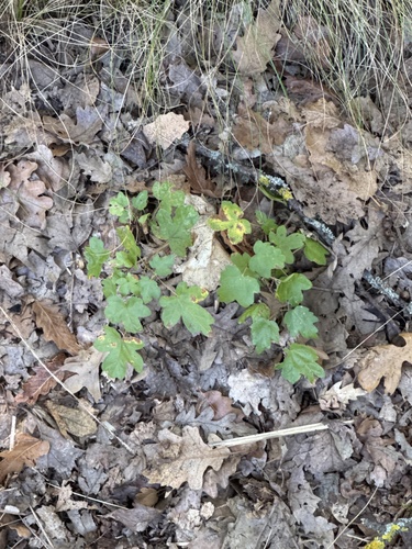 field maple
