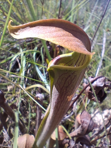 Wherry's Pitcherplant