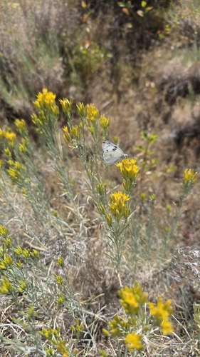 iNaturalist observation photo of Checkered White