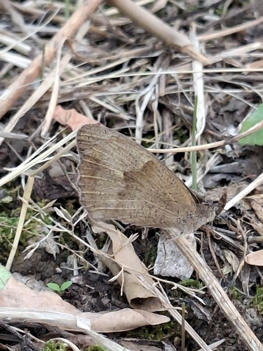 Meadow Brown