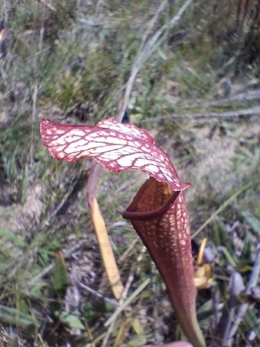 Read's Pitcher Plant