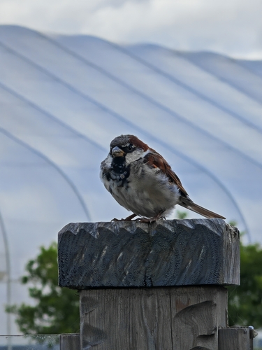 House Sparrow