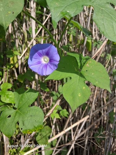 ivy-leaved morning-glory