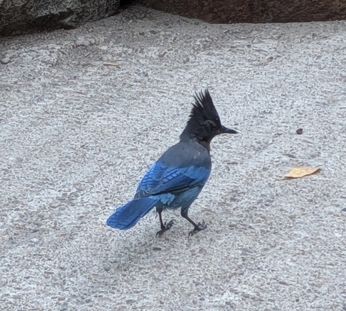 iNaturalist observation photo of Steller's Jay