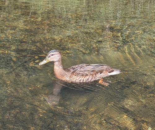 iNaturalist observation photo of Mallard