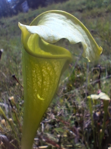 MacFarlane's Pitcher Plant