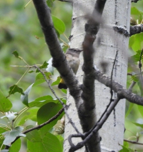 American Redstart