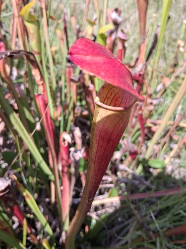 Pale Pitcher Plant