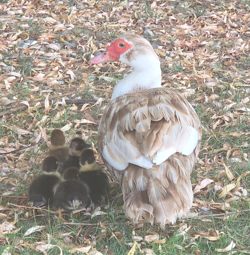 Muscovy Duck