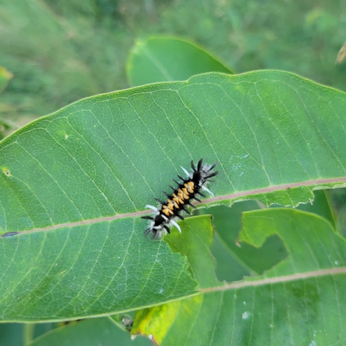 Milkweed Tussock Moth