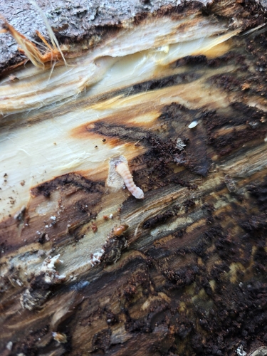 Ribbed Pine Borer